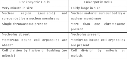 Prokaryotic Cells Vs Eukaryotic Cells Chart