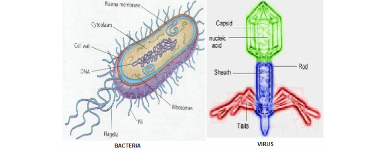 chapter 21 viruses and bacteria answer key